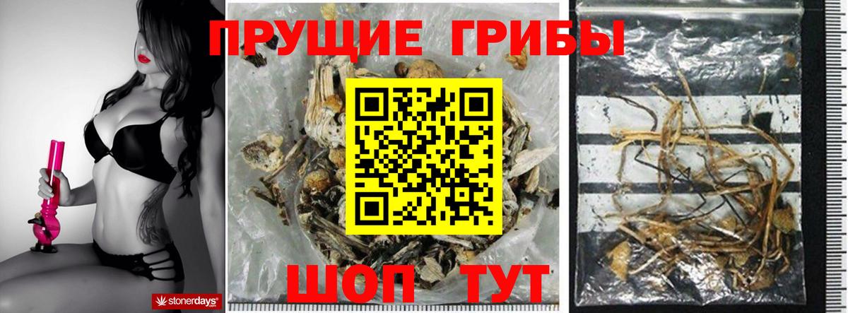 купить   Галлюциногенные грибы Psilocybine cubensis  Вход с VPN  Рассказово 